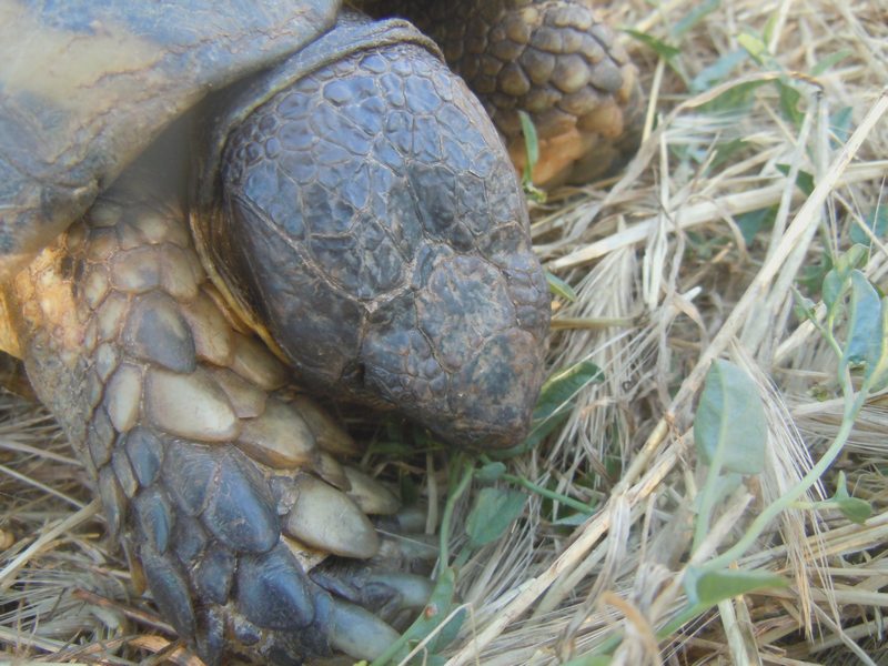 Testudo marginata...vecchissima!